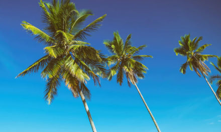 Welke Palmbomen zijn winterhard?