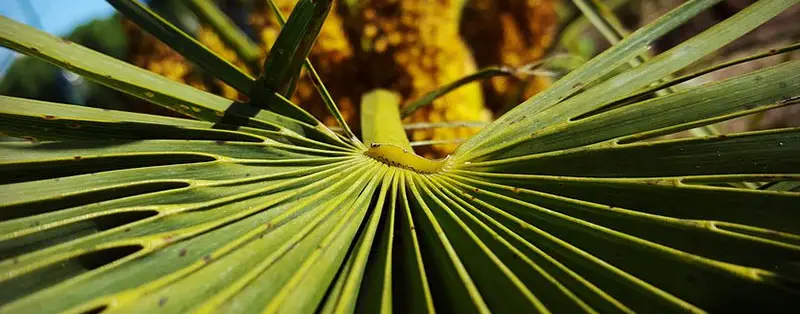 kenmerken van een palm