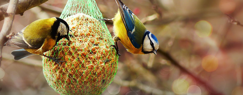 Vetbollen ophangen voor vogels