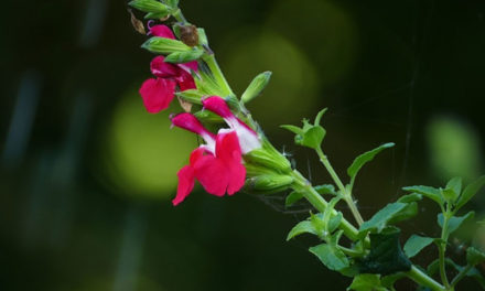 10 prachtige sterke bloeiende planten voor de nazomer