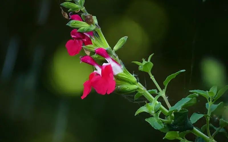10 prachtige sterke bloeiende planten voor de nazomer