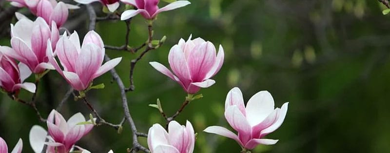 Beverboom (Magnolia)