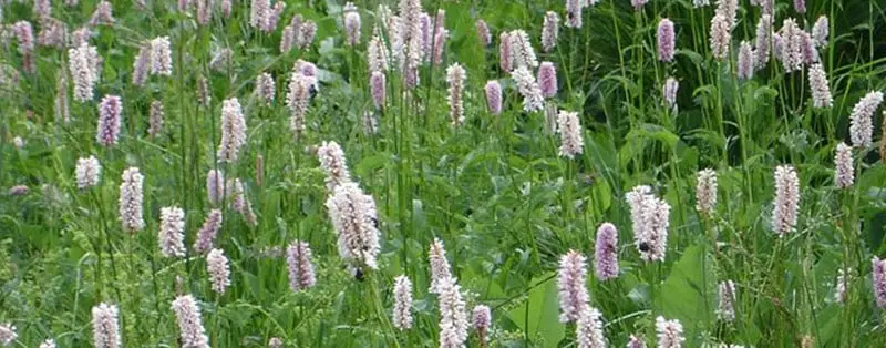 Persicaria