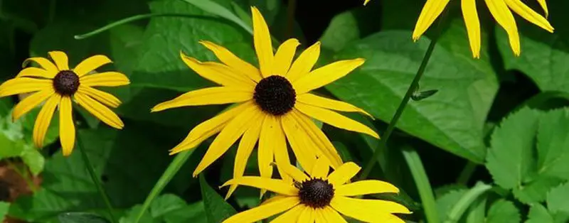 Rudbeckia