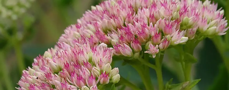 Sedum