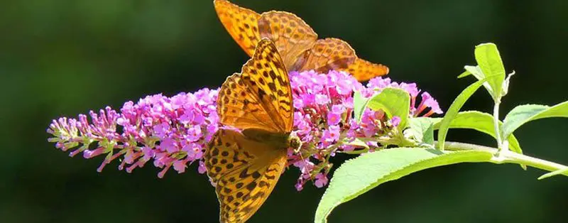 buddleja