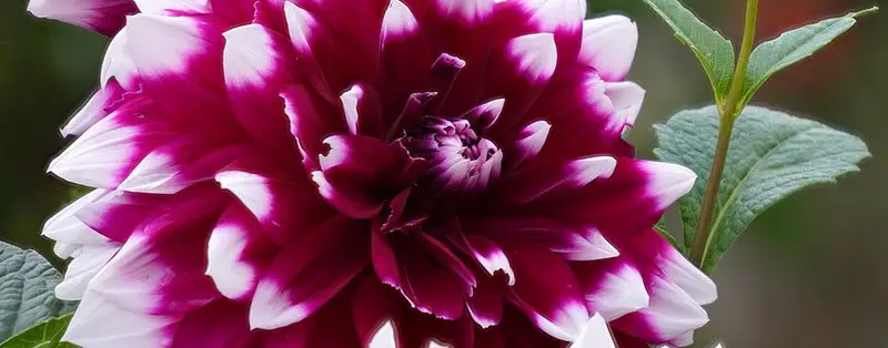 dahlia