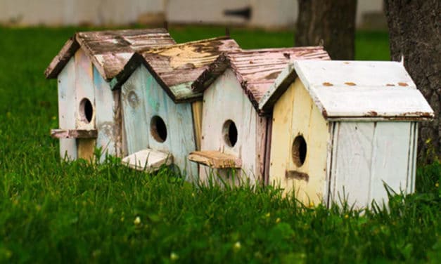 De leukste vogelhuisjes voor in je tuin