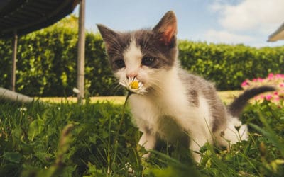 Giftige planten voor honden en katten, een overzicht