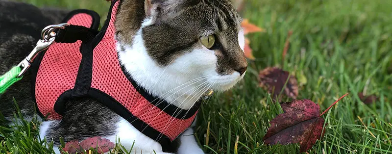 Kat aan de lijn in de tuin