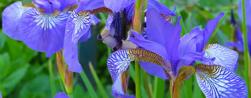 Irissen snoeien