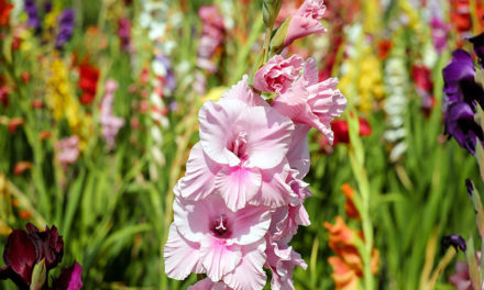 Gladiolen, kleurrijke bloemen met een bijzondere betekenis