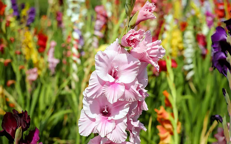 Gladiolen, kleurrijke bloemen met een bijzondere betekenis