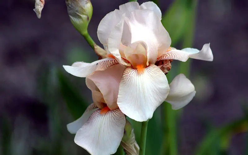 De Iris bloem: Tips, soorten en meer