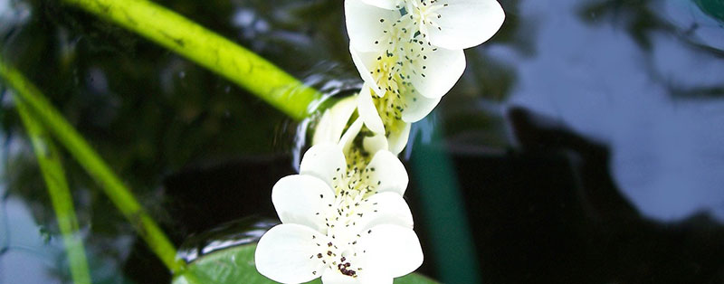 Cape pondweed