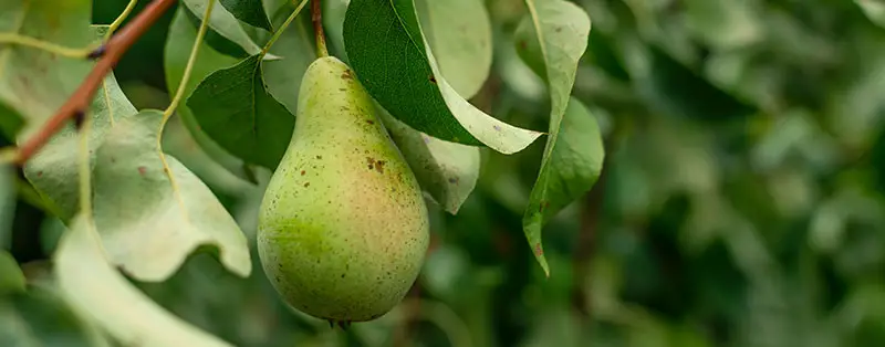 how to prune a pear tree