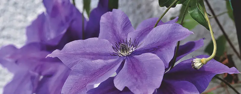 Clematis on the balcony