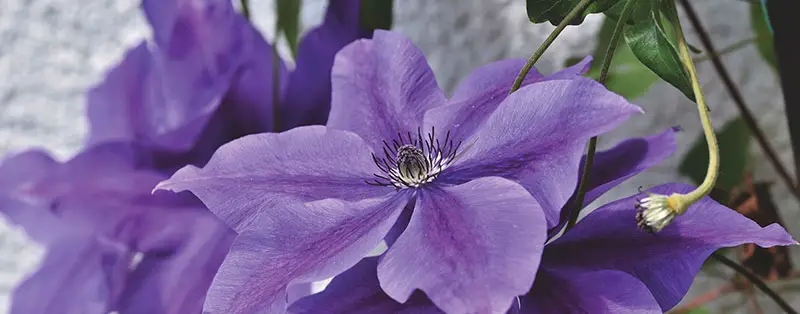 clematis op balkon