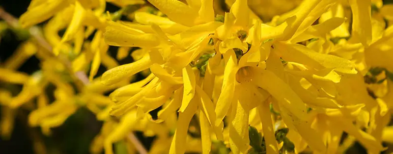 Forsythia