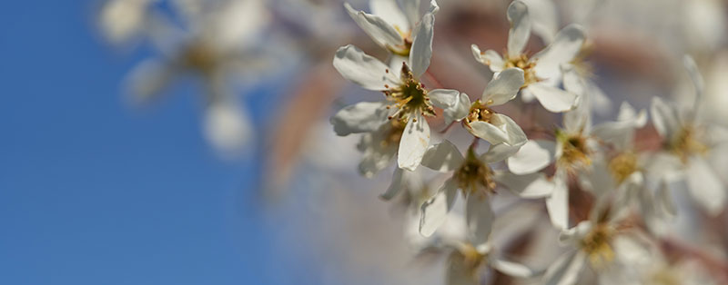 Amelanchier