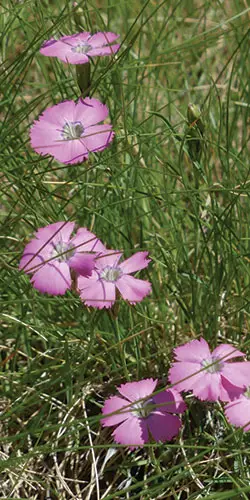 Alpine pink, Dianthus alpinus