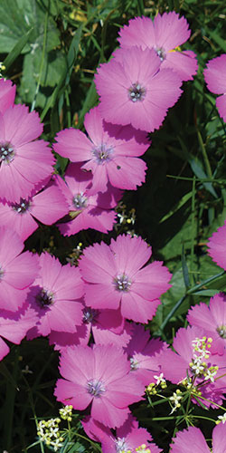 Kahori Pink, Dianthus kahori