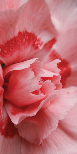 Garden pink, Dianthus plumarius