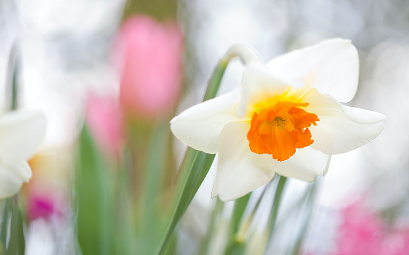 19 geweldige Lentebloemen: Spring is in the air!