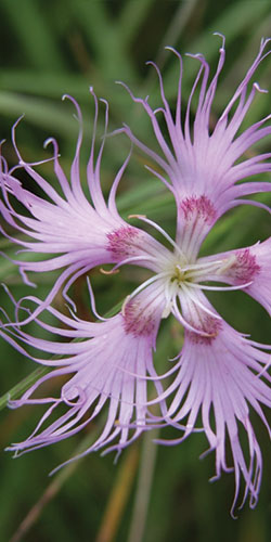 Prachtanjer, Dianthus superbus
