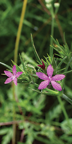 Deptford pink, Dianthus armeria