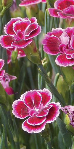 clove pink, Dianthus caryophyllus