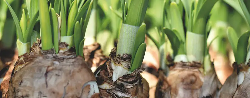 Daffodil bulbs