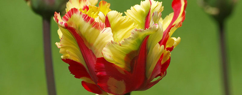 Parkiettulp