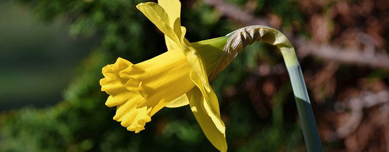 Trumpet Daffodils