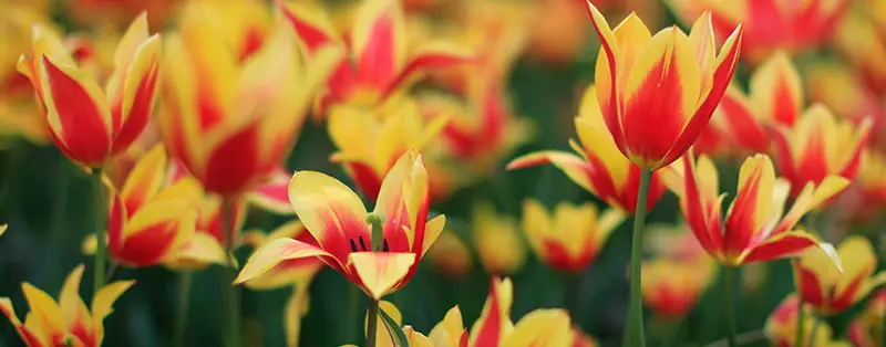 Tulipa clusiana