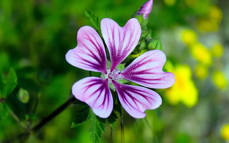 Geranium, de 10 meest bekende soorten