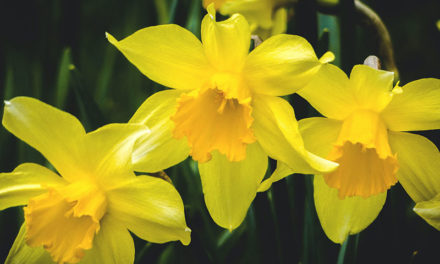De Narcis, alles over deze lentebloeier