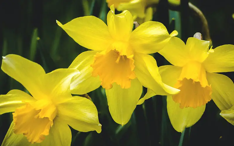 De Narcis, alles over deze lentebloeier