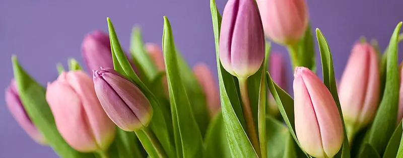 types of tulip