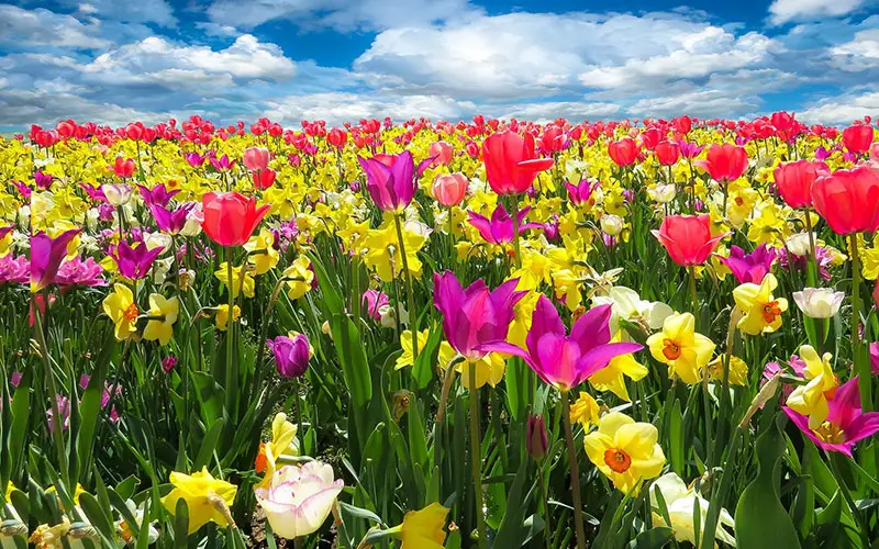 Tulpen, de 10 meest bijzondere soorten