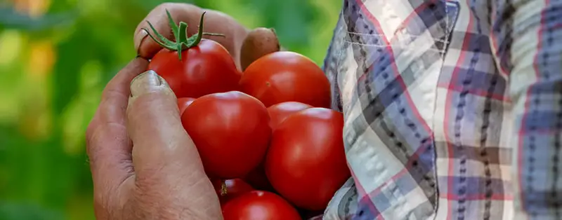 Tomaten plukken