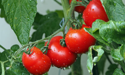 Tomaten kweken, lekker en makkelijk