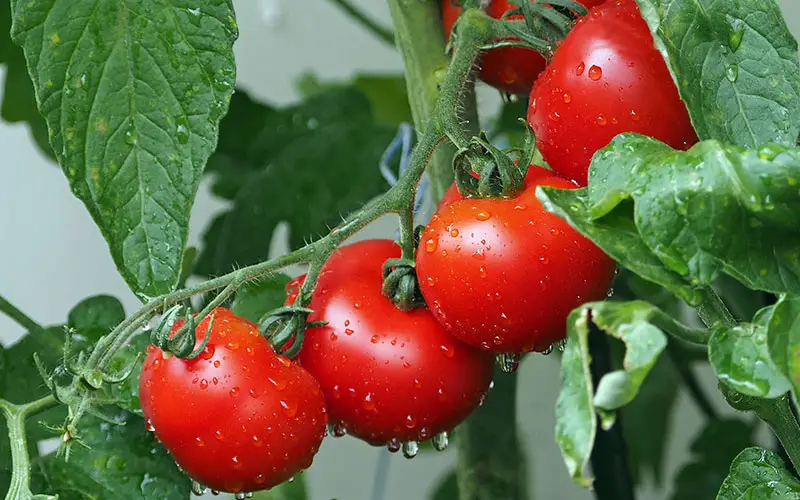 Tomaten kweken