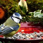 Vogeltaart maken, lekker voor vogels en leuk voor in je tuin