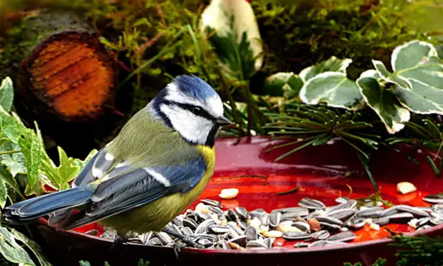 Vogeltaart maken, lekker voor vogels en leuk voor in je tuin