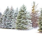Tips voor de keuze van een kerstboom voor buiten