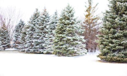 Tips voor de keuze van een kerstboom voor buiten