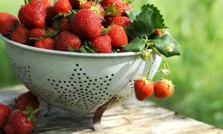 Aardbeien kweken: Zo krijg je de lekkerste!