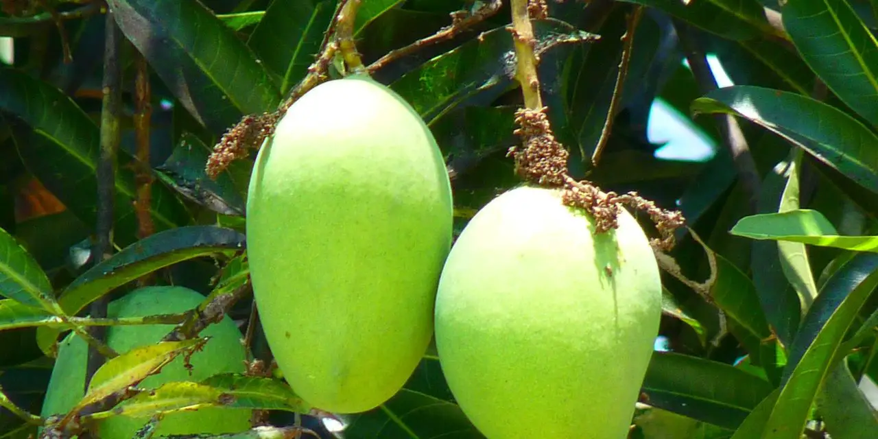 Mango kweken: plant de mango pit