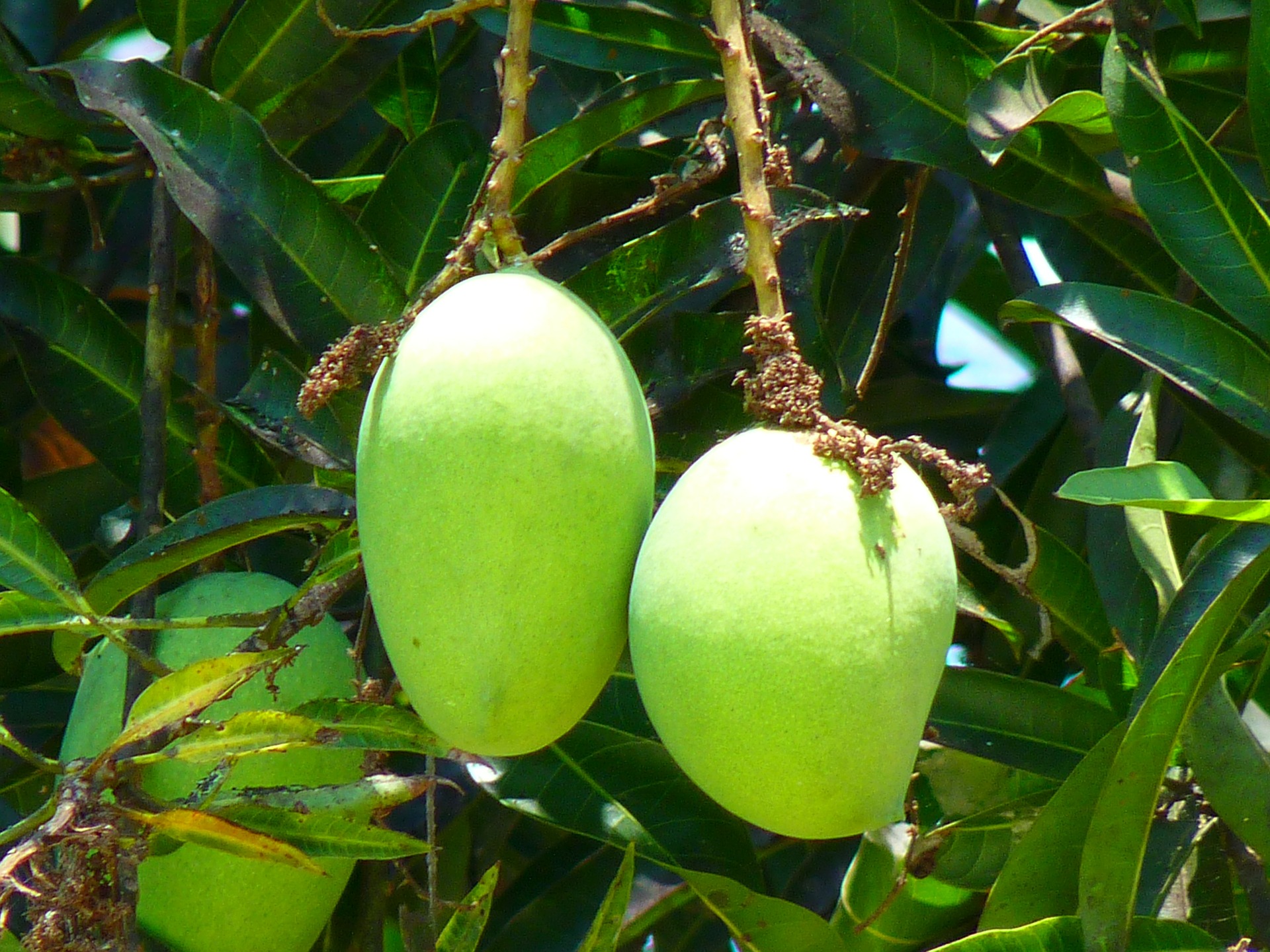 Mango kweken: plant de mango pit